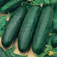 Thumbnail for Organic Marketmore 76 Cucumber Seeds (2g) - My Patriot Supply