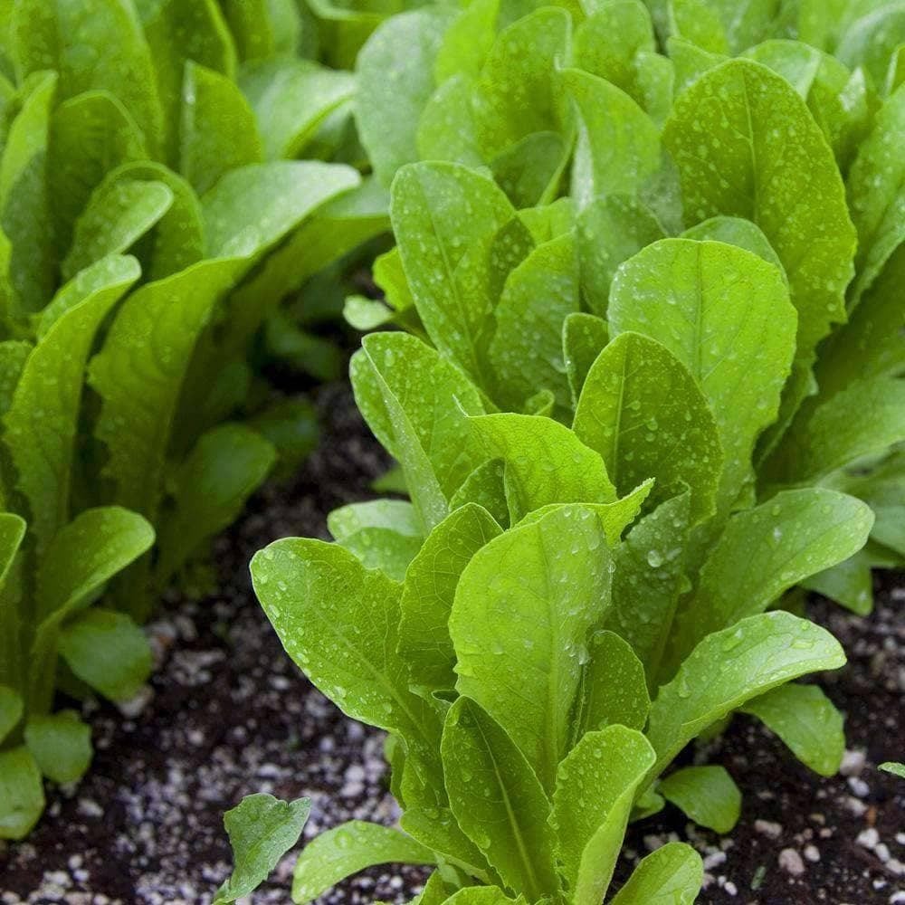 Organic Parris Island Cos - Romaine Lettuce Seeds (500mg) - My Patriot Supply
