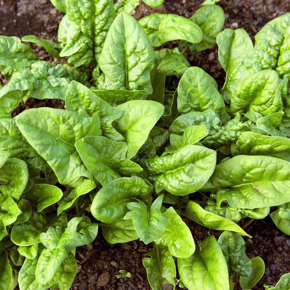 Organic Bloomsdale Spinach Seeds (3g) - My Patriot Supply