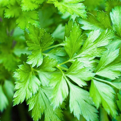 Image of Plain or Single Parsley Herb Seeds (500mg) - My Patriot Supply