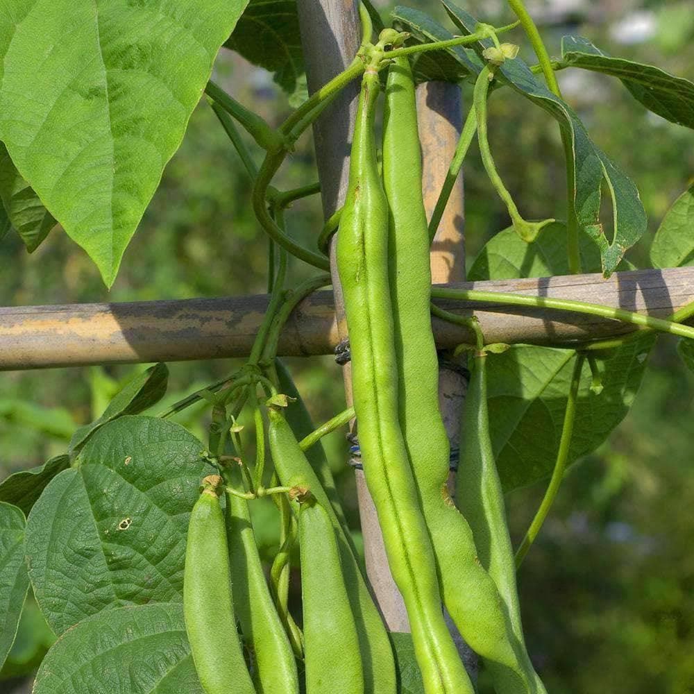 Organic Blue Lake Bush Beans (30g) - My Patriot Supply