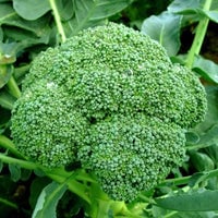 Thumbnail for Organic Green Sprouting Calabrese Broccoli Seeds (500mg) - My Patriot Supply