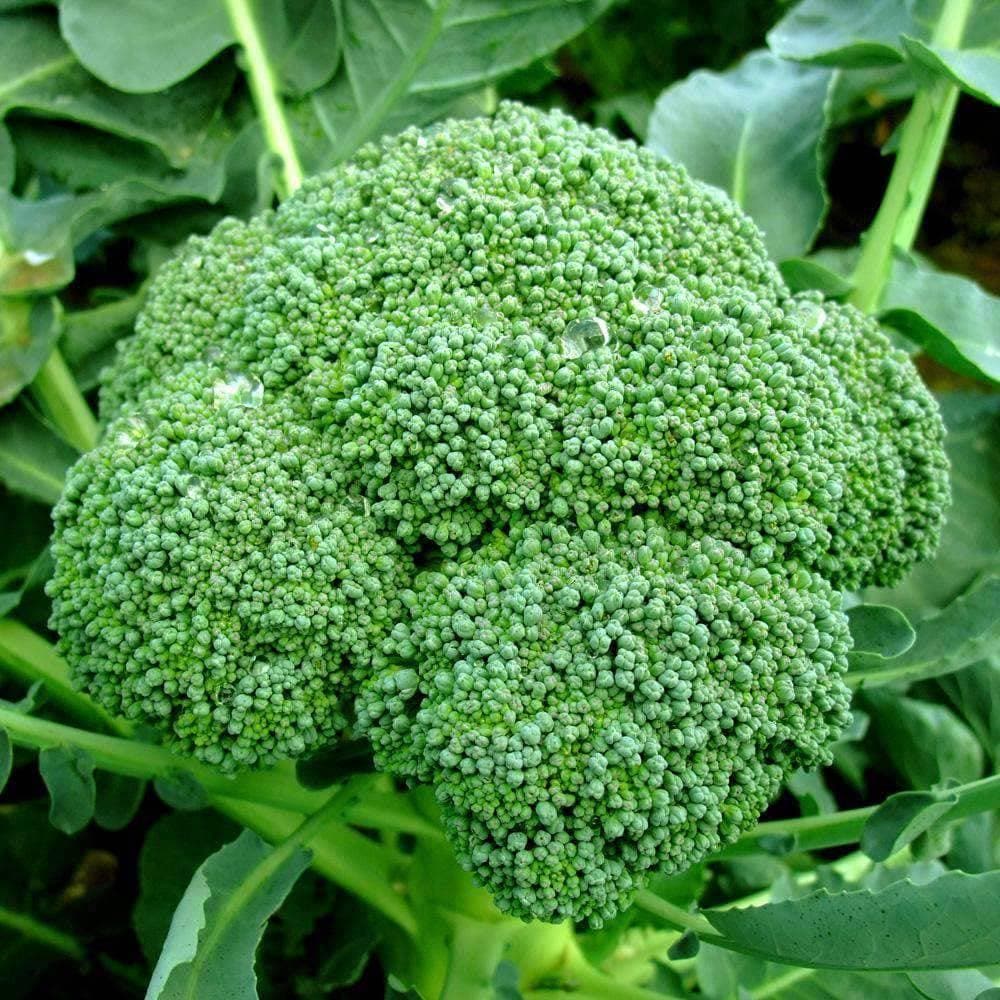 Organic Green Sprouting Calabrese Broccoli Seeds (500mg) - My Patriot Supply