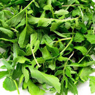 Arugula Herb Seeds (1g) - My Patriot Supply