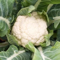 Thumbnail for Organic Snowball Self-Blanching Cauliflower Seeds (1g) - My Patriot Supply