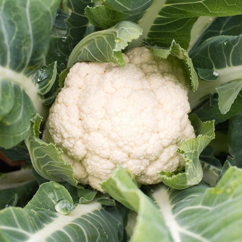 Image of Organic Snowball Self-Blanching Cauliflower Seeds (1g) - My Patriot Supply