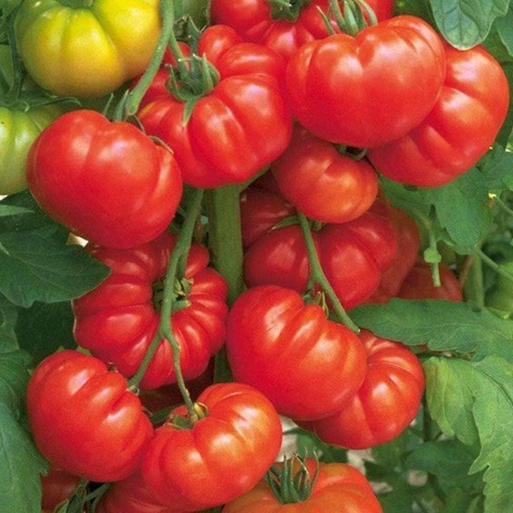 Beefsteak Tomato Seeds (250mg) - My Patriot Supply