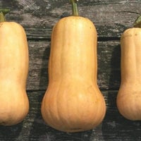 Thumbnail for Organic Waltham Butternut Winter Squash Seeds (5g) - My Patriot Supply