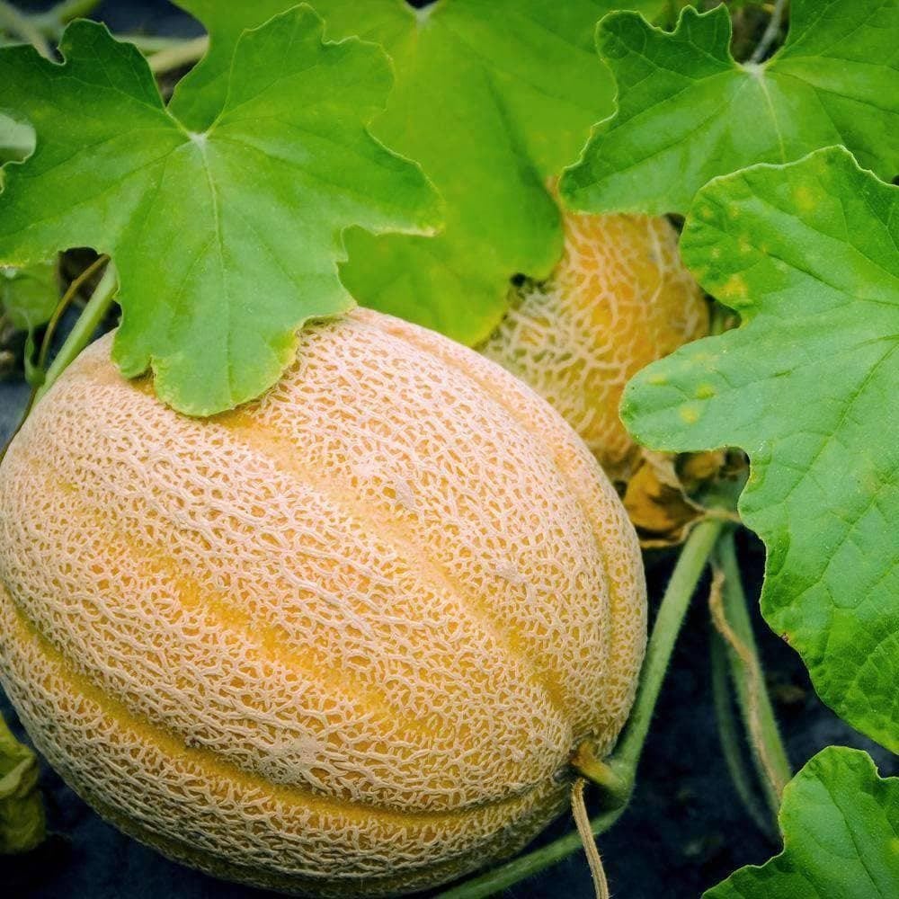 Organic Hales Best Jumbo Melon Seeds (1g) - My Patriot Supply