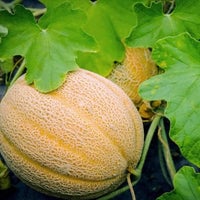Thumbnail for Organic Hales Best Jumbo Melon Seeds (1g) - My Patriot Supply