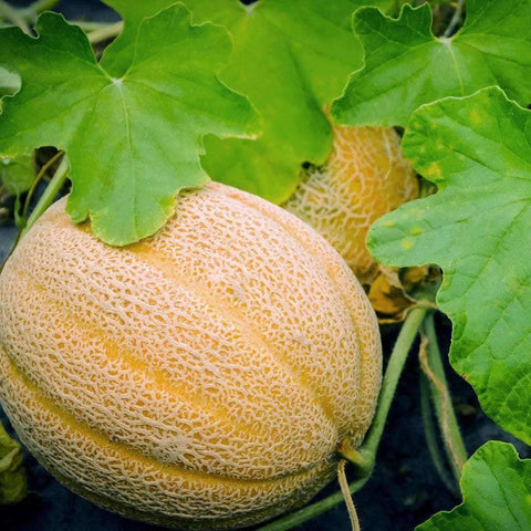 Image of Organic Hales Best Jumbo Melon Seeds (1g) - My Patriot Supply