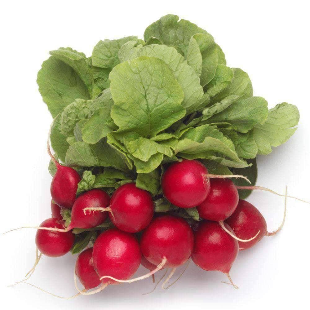 Organic Champion Radish Seeds (3g) - My Patriot Supply