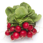 Organic Champion Radish Seeds (3g) - My Patriot Supply