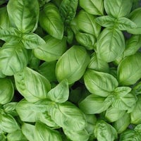 Thumbnail for Genovese Basil Herb Seeds (500mg) - My Patriot Supply