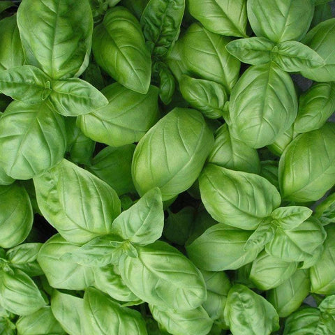 Image of Genovese Basil Herb Seeds (500mg) - My Patriot Supply