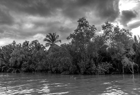 A grayed-out image of a tropical forest.