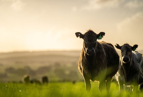 Tagged cattle in a grassy field.