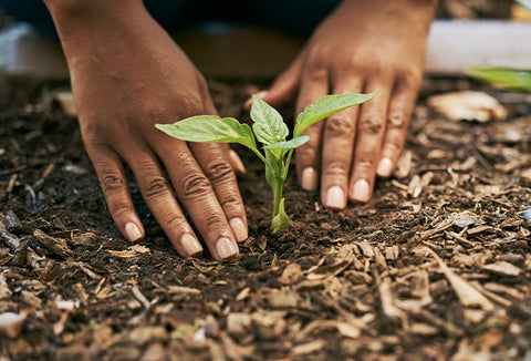 A person planting a seed that's just sprouted.