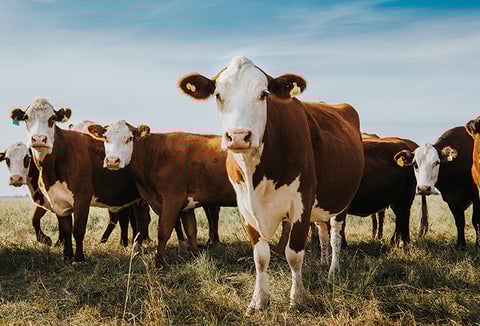 Brown and white cows with tags, standing in a field.