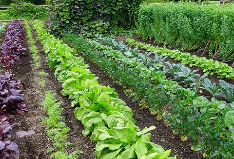 Lush rows of green vegetables in a garden.