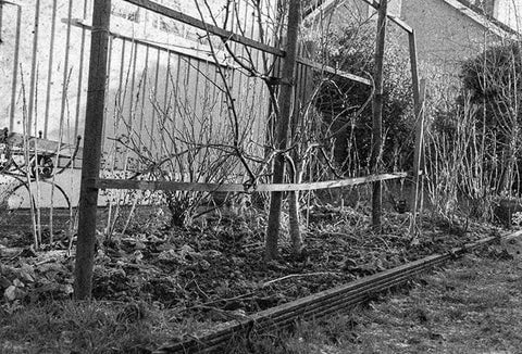 An overgrown garden, pictured in black and white.