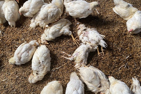 A factory farm filled with dead, white chickens.