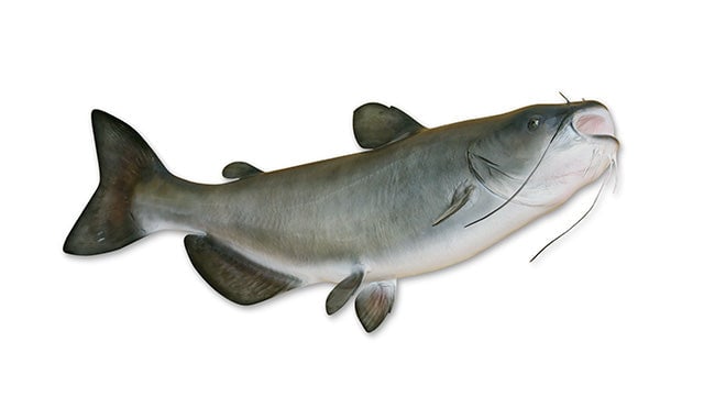 Catfish