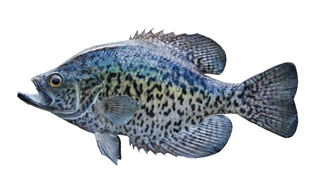 Crappie
