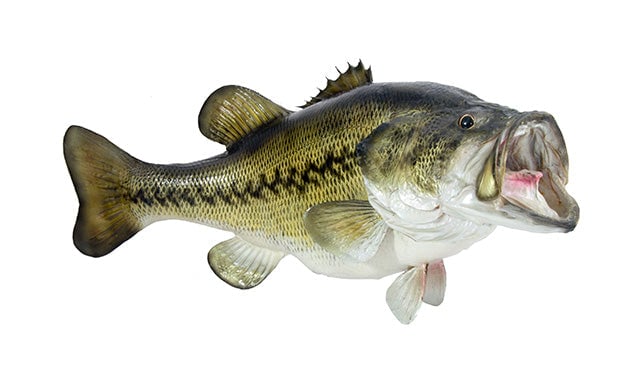 Largemouth Bass