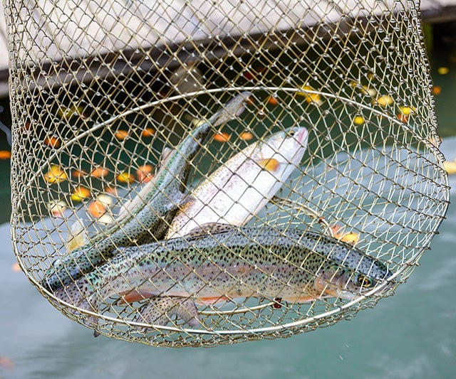 Netting