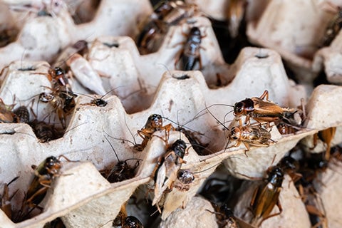 Old, empty egg cartons filled with crickets crawling around.