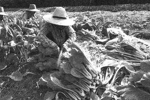 Collective Farming