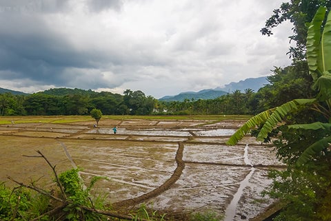 Sri Lankan Farming