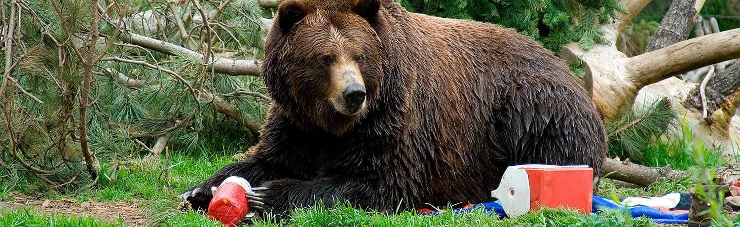 You might come across an hungry predator