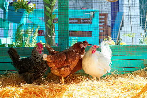Chickens